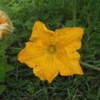 Cucurbita maxima Duchesne